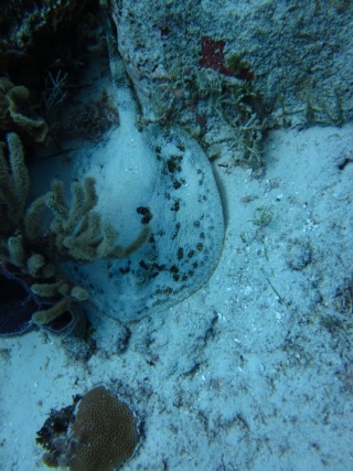 Manta Raya en snorkel